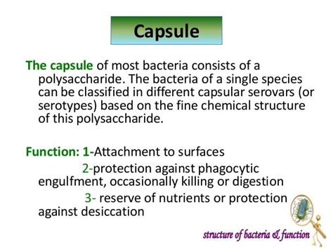 Prokaryotic Capsule Function