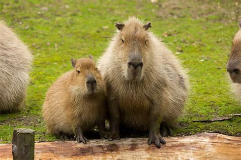 Capybaras as Pets: Can You Do This and… Should You? - The Pet Savvy