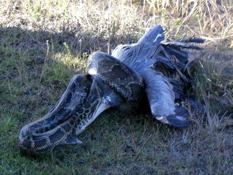 Smithsonian Insider – Invasive Burmese pythons are taking a toll on Florida’s native birds ...