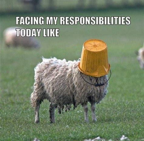 Pin by Diana Mulgrew on Sheep | Funny sheep, Sheep, Sheep gift