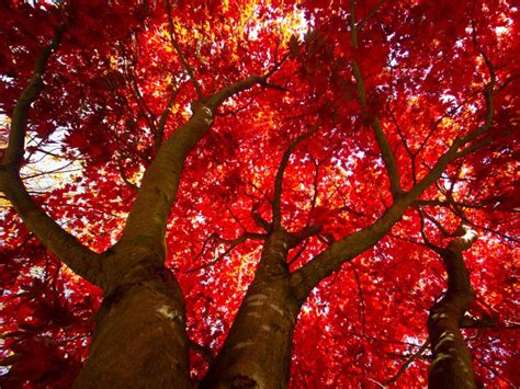 Shade Tree of the Week -- 'October Glory' Red Maple | Treenewal