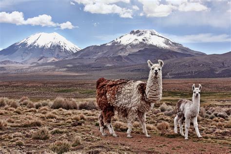 50 Beautiful Llama Facts You Don't Want To Miss - Facts.net