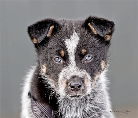 Border Collie Blue Heeler Mix: A Blend of Brilliance and Energy