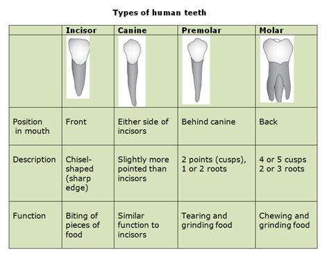 Teeth Functions and the structure | Dr. Nechupadam Dental Clinic