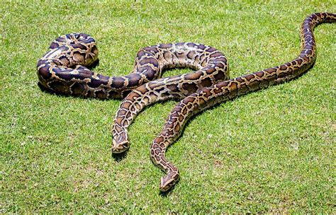 Burmese Python: Care Sheet for Python Bivittatus as Pets