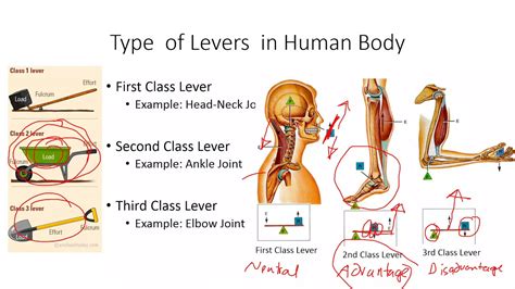 Second Class Lever Examples