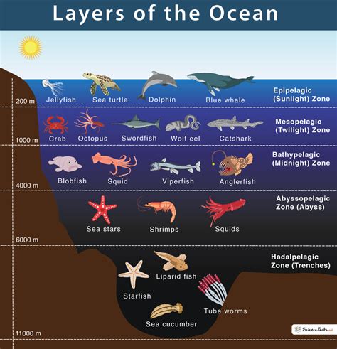 Layers of the Ocean: Facts and Diagram