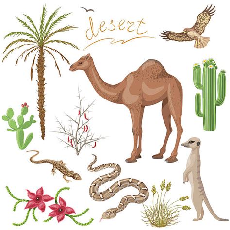 Desert Animals Cartoon - Desert Animal Clipart Animal Clipart Desert Clipart | Bodemawasuma