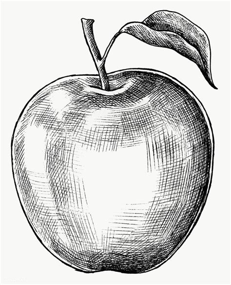 an apple with a leaf on the stem and one side is drawn in black ink