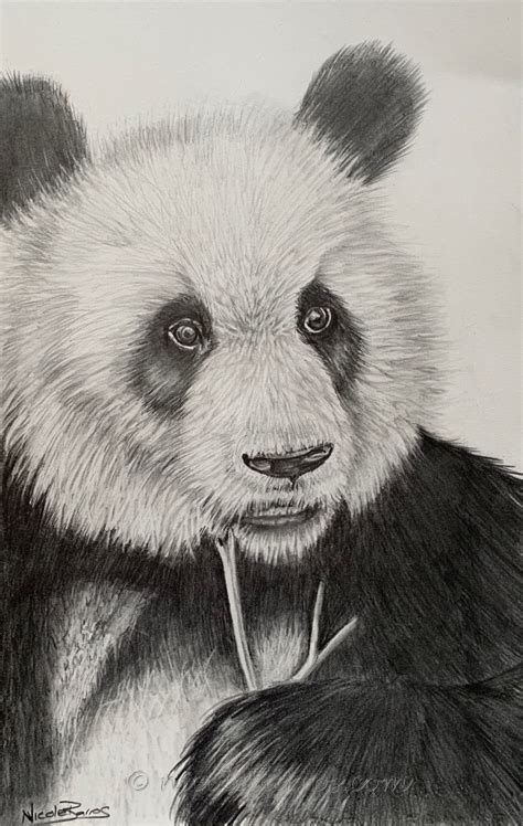 29+ Simple Pencil Sketch Animals Background