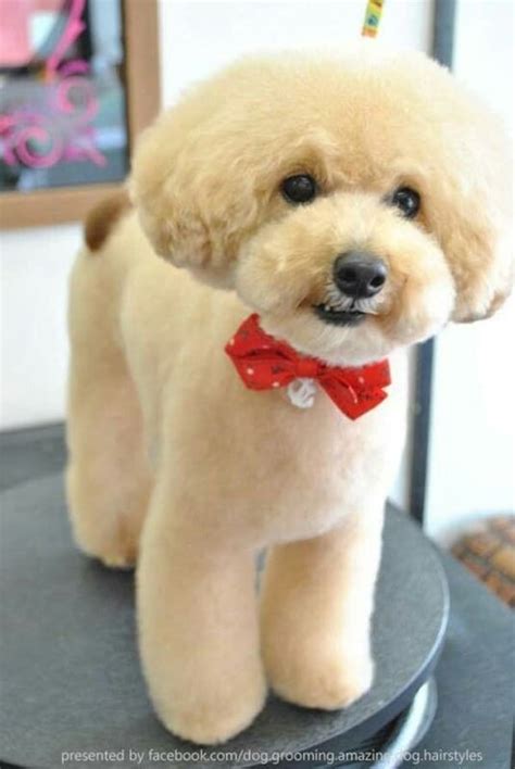 30 Different Dog Grooming Styles - Tail and Fur