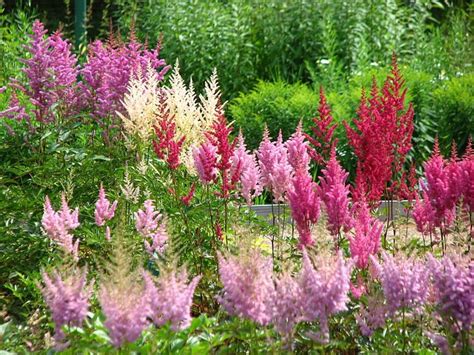 How to Grow Astilbe in a Shade Garden - Dengarden