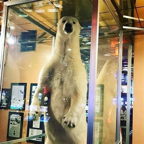 World’s Largest Stuffed Polar Bear: world record in Elko, Nevada