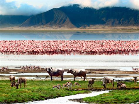 Ngorongoro Crater Safari