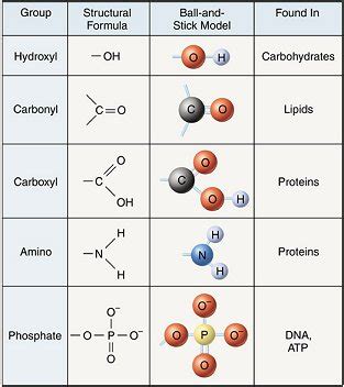 Functional Groups | Mastering Biology Quiz