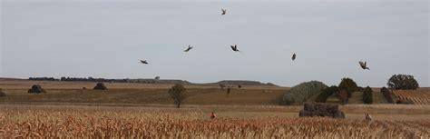 South Dakota Pheasant Hunting - Antler Ridge Lodge