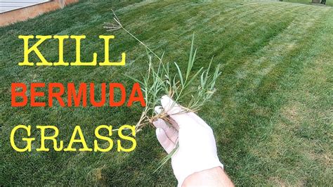 How To Kill Fescue In Bermuda Grass? Eliminate Weeds Easily