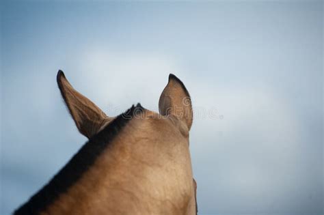 Horse with Ears Pinned Back Stock Photo - Image of farm, mane: 71763254