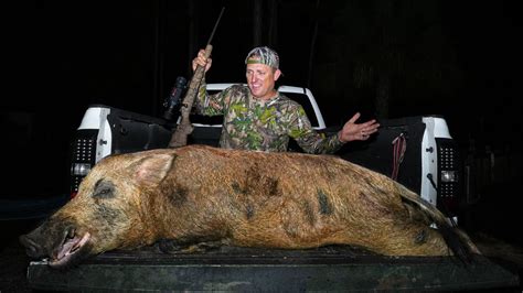 Hunters panic at the record-breaking 500-pound giant wild boar roaming freely (video)