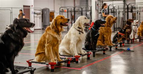 Dog Training Raleigh, NC • Sit Means Sit ⭐⭐⭐⭐⭐