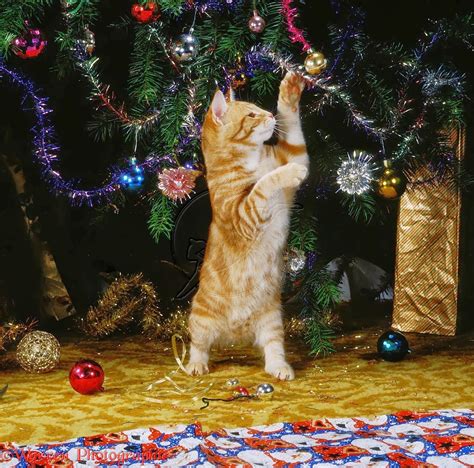 Funny Playing Cat In Front Of Christmas Tree Decoration Sets