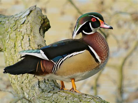 Mandarin duck (Aix galericulata)