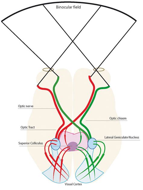 Visual pathway in a primate. The superior colliculus, lateral...