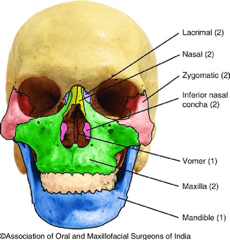 Facial Bones Labeled