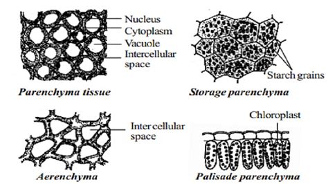 Parenchyma Cells: Structure, Types and Functions