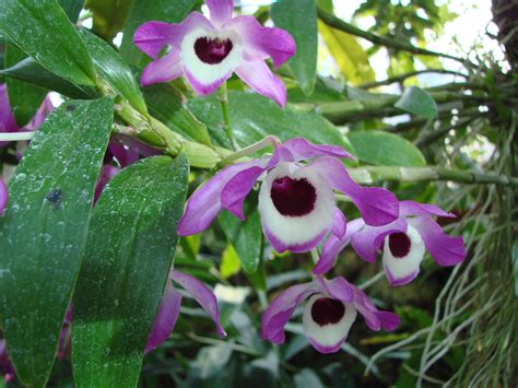 File:Dendrobium nobile (BG Zurich)-01.JPG - Wikipedia