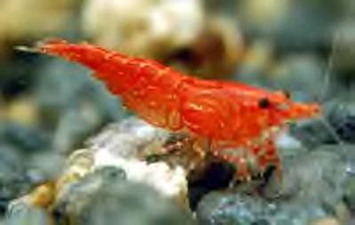 Red Cherry Shrimp