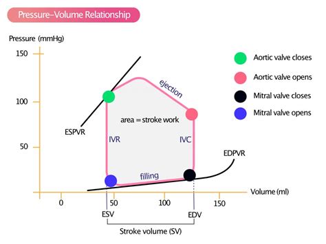 Ventricular Pressure-Volume Relationship: Preload, Afterload, Stroke Volume, Wall Stress & Frank ...