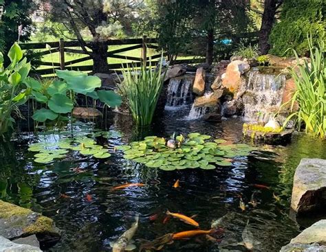 Pros And Cons Of A Backyard Koi Pond You Need To Know👍👎