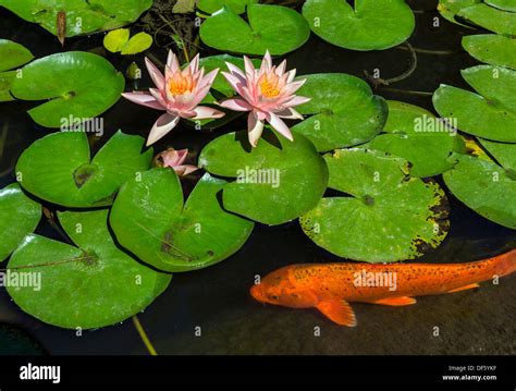 Beautiful lily pond with pink water lilies in bloom with koi fish Stock Photo: 60982419 - Alamy