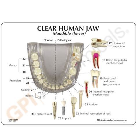 Human Teeth Anatomy