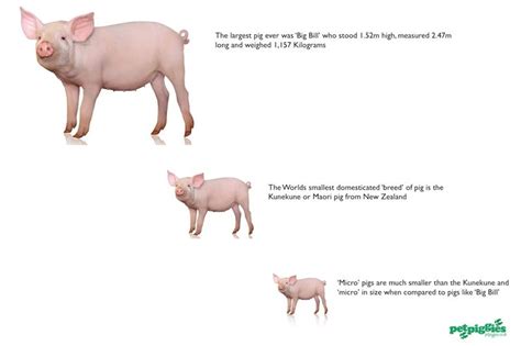 Compare the size of the biggest ever pig to a micro pig