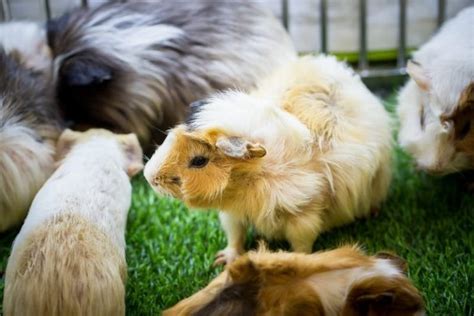 Best Healthy Guinea Pig Treats and Snacks (& What to Avoid)