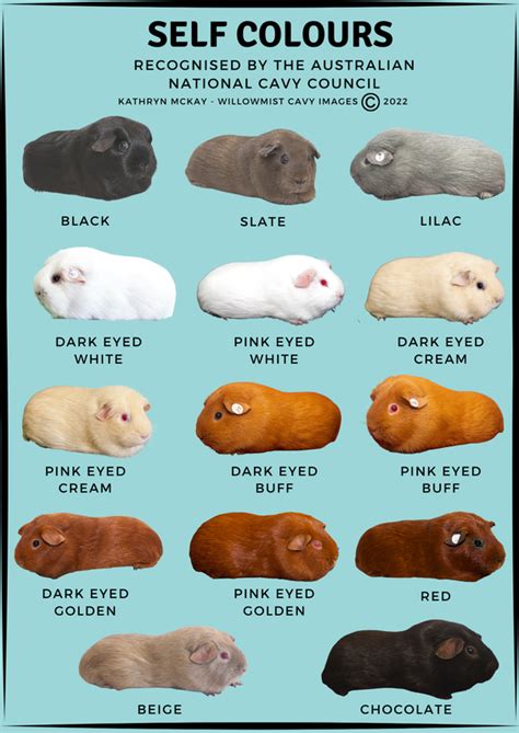 Guinea Pig Breeds List With Pictures