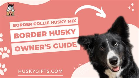 Border Collie Husky Mix (Border Husky): Owner's Guide