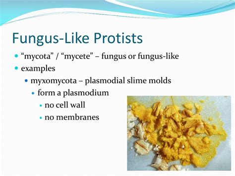 PPT - Plant-Like & Fungus-Like Protists PowerPoint Presentation - ID:3011449