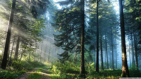 Green Forest Background 9 - Nature Background Forest - & Background , Forest Full HD wallpaper ...