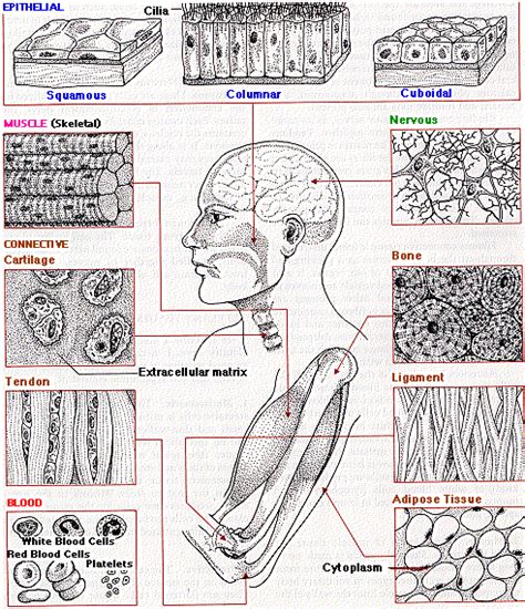 Connective Tissue Matrix Coloring Answers | Hakume Colors