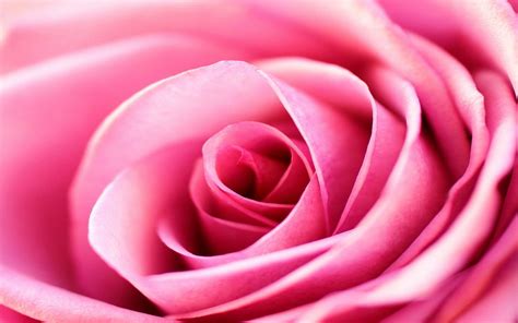 Pink Rose Backgrounds - Wallpaper Cave