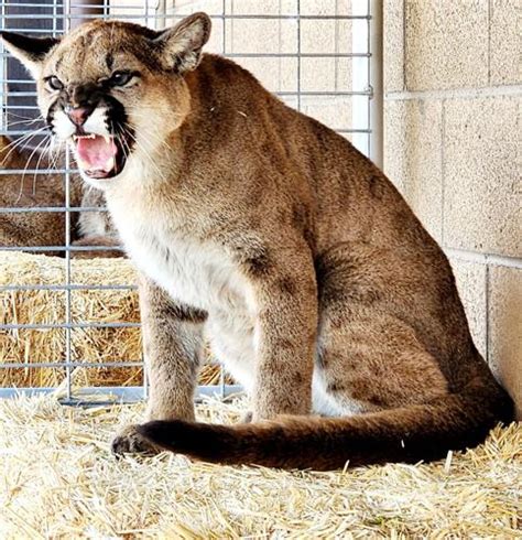 Mountain lion cubs are ready for visitors at Big Bear Alpine Zoo | Inland Empire News ...