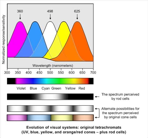 The Basic Mechanics of Color Vision - The Evolution of Color Vision