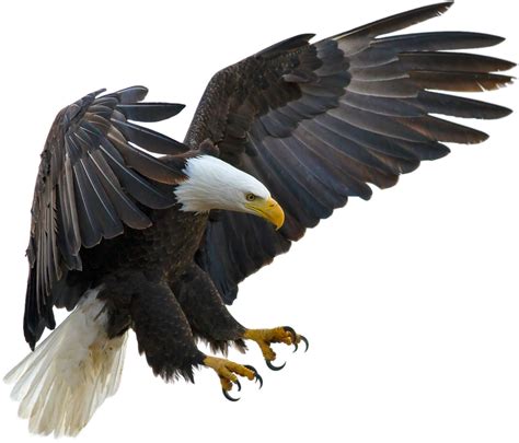 American eagle on a transparent background. by PRUSSIAART on DeviantArt