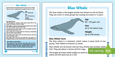 Blue Whale Facts for Kids - Twinkl Homework Help - Twinkl