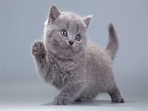 7 Things You Should Know Before Getting a British Shorthair Kitten