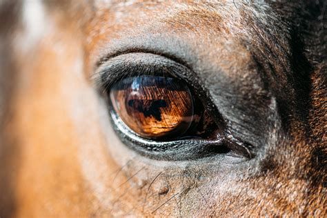 Free photo: Horse eye - Closeup, Eye, Horse - Free Download - Jooinn