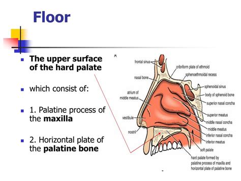 PPT - The Nasal Cavity PowerPoint Presentation, free download - ID:5535921